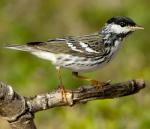 Blackpoll Warbler - Bird Species | Frinvelis jishebi | ფრინველის ჯიშები