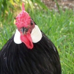 Rosecomb | Chicken | Chicken Breeds