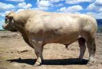 Beefalo - COW BREEDS | DZROXIS JISHEBI | ძროხის ჯიშები