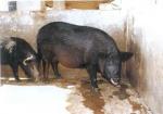 Mukota - pig breeds | goris jishebi | ღორის ჯიშები