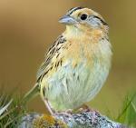 Le Conte's Sparrow - Bird Species | Frinvelis jishebi | ფრინველის ჯიშები