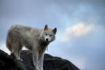 The Greenland Wolf - wolf species | mglis jishebi | მგლის ჯიშები