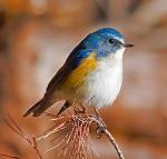 Red-flanked Bluetail - Bird Species | Frinvelis jishebi | ფრინველის ჯიშები
