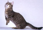 Munchkin - cat Breeds list | კატის ჯიშები | katis jishebi