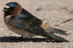 Cliff Swallow - Bird Species | Frinvelis jishebi | ფრინველის ჯიშები