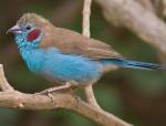 Red-cheeked Cordonbleu - Bird Species | Frinvelis jishebi | ფრინველის ჯიშები