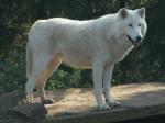 The Baffin Island Wolf - wolf species | mglis jishebi | მგლის ჯიშები