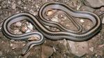  EASTERN PATCH-NOSED SNAKE <br /> Salvadora grahamiae | Snake Species