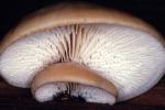 Lentinellus montanus - fungi species list A Z