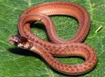 Storeria dekayi texana - Texas Brownsnake - snake species list a - z | gveli | გველი 