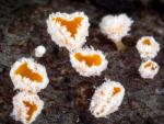 Dasyscyphus bicolor - fungi species list A Z