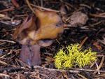 Gyromitra infula - fungi species list A Z