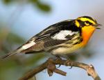 Blackburnian Warbler - Bird Species | Frinvelis jishebi | ფრინველის ჯიშები