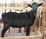 Murcia-Granada Goat - Goats Breeds | txis jishebi | თხის ჯიშები