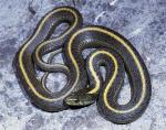 Thamnophis atratus atratus - Santa Cruz Gartersnake | Snake Species