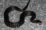 Nerodia fasciata pictiventris - Florida Watersnake | Snake Species