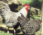 Holland - chicken breeds List | qatmis jishebi | ქათმის ჯიშები