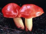 Hygrocybe punicea - fungi species list A Z