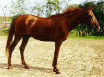 Budyonny | ცხენი | ცხენები | ცხენის ჯიშები