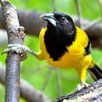 Audubon's Oriole - Bird Species | Frinvelis jishebi | ფრინველის ჯიშები