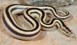  ROSY BOA   Lichanura trivirgata | Snake Species