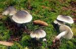 Tricholoma saponaceum - Fungi Species