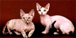 Minskin - cat Breeds list | კატის ჯიშები | katis jishebi