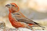 Red Crossbill - Bird Species | Frinvelis jishebi | ფრინველის ჯიშები