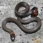 Diadophis punctatus arnyi - Prairie Ring-necked Snake - snake species list a - z | gveli | გველი 