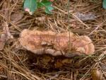 Hydnellum scrobiculatum - Fungi Species