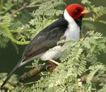 Yellow-billed Cardinal - Bird Species | Frinvelis jishebi | ფრინველის ჯიშები