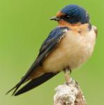 Barn Swallow - Bird Species | Frinvelis jishebi | ფრინველის ჯიშები