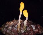 Mitrula elegans - Fungi Species