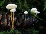 Strobilurus trullisatus - Mushroom Species
