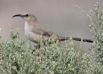 Le Conte's Thrasher - Bird Species | Frinvelis jishebi | ფრინველის ჯიშები