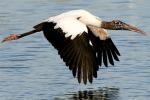 Wood Stork - Bird Species | Frinvelis jishebi | ფრინველის ჯიშები