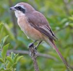 Brown Shrike - Bird Species | Frinvelis jishebi | ფრინველის ჯიშები