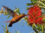 Cinnamon Hummingbird - Bird Species | Frinvelis jishebi | ფრინველის ჯიშები