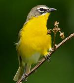 Yellow-breasted Chat - Bird Species | Frinvelis jishebi | ფრინველის ჯიშები