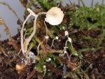 Collybia cookei - fungi species list A Z