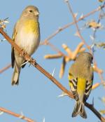 Lawrence's Goldfinch - Bird Species | Frinvelis jishebi | ფრინველის ჯიშები