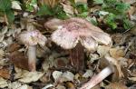 Inocybe adaequata - fungi species list A Z