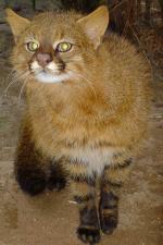 Colocolo - wild cats - lynx | ფოცხვერი | focxveri 