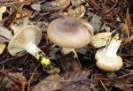 Gomphidius oregonensis - Fungi Species