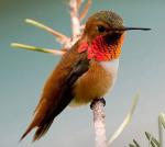 Rufous Hummingbird - Bird Species | Frinvelis jishebi | ფრინველის ჯიშები