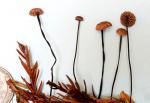Marasmius androsaceus - fungi species list A Z