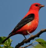Scarlet Tanager - Bird Species | Frinvelis jishebi | ფრინველის ჯიშები