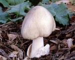 Volvariella speciosa - fungi species list A Z