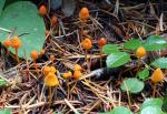Mycena strobilinoides - fungi species list A Z
