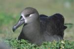 Black-footed Albatross - Bird Species | Frinvelis jishebi | ფრინველის ჯიშები